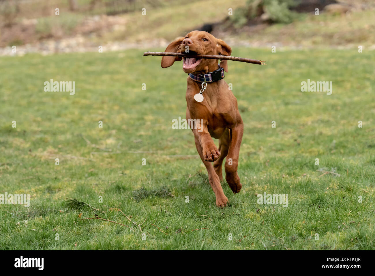 Issaquah, Washington, USA. Fünf Monate alten Vizsla Welpen 'Pfeffer' mit einem Stock in den Mund, in seinem Hof. Stockfoto