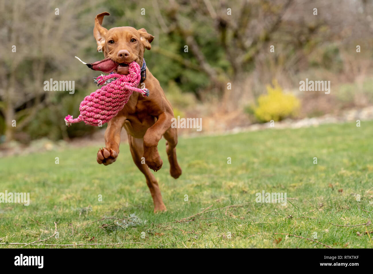 Issaquah, Washington, USA. Fünf Monate alten Vizsla Welpe "Pfeffer" in ihren Hof mit einem Spielzeug Ente in seinem Mund. Stockfoto