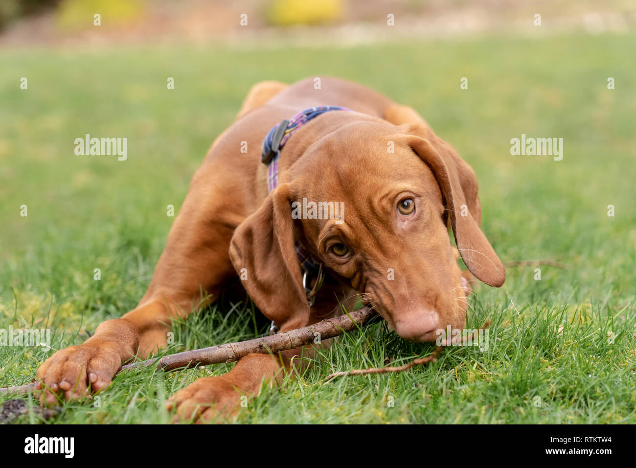 Issaquah, Washington, USA. Nahaufnahme eines fünf Monate alten Vizsla Welpen 'Pfeffer' Kauen auf einem Stick im Gras liegen. Stockfoto