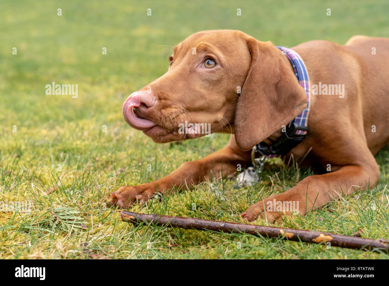 Issaquah, Washington, USA. Fünf Monate alten Vizsla Welpen 'Pfeffer' im Gras mit ihrem Stick liegen, hoffen für andere behandeln. Stockfoto