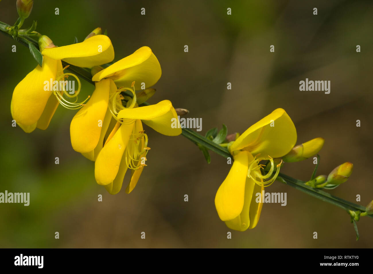 Issaquah, Wasington, USA. Scotch Ginster (cytisus Scoparius) Close-up. Dieses aggressive, nicht-native Strauch ist auch als gemeinsame Besen oder Scot's Broom bekannt Stockfoto
