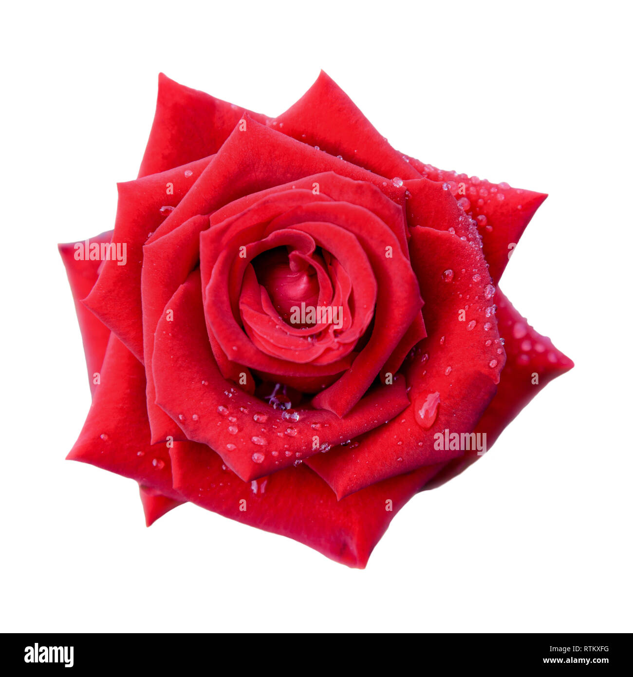 Schöne Natur close-up auf rote Rose blüht auf isolierten weißen Hintergrund Stockfoto