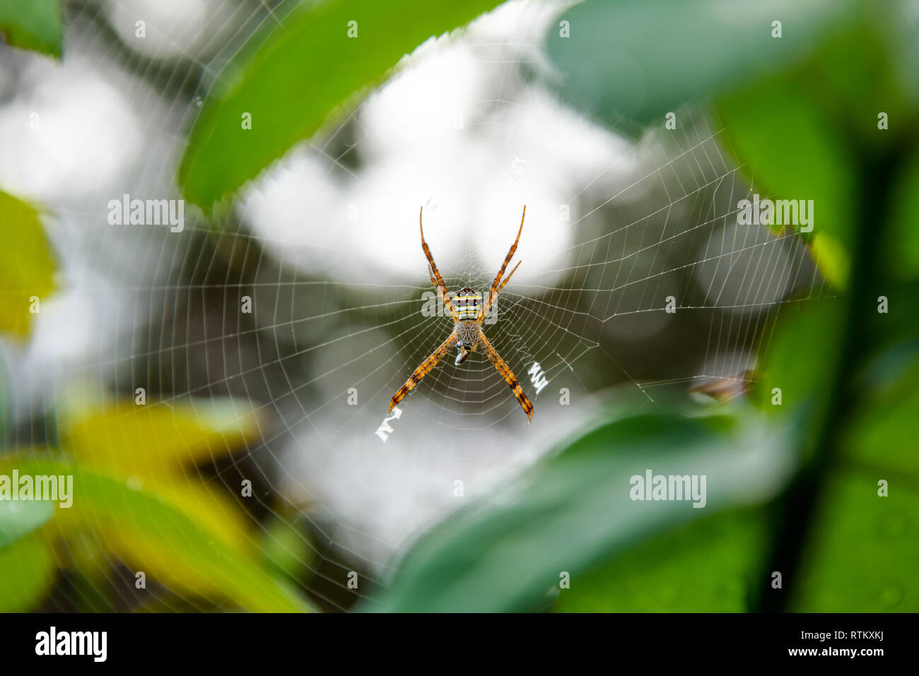 Weibliche Argiope Keyserlingi oder St. Andrew's Cross Spider ist eine häufige Arten von Orb-Web spider Beutefang im Web, in den Wald von thailan Stockfoto