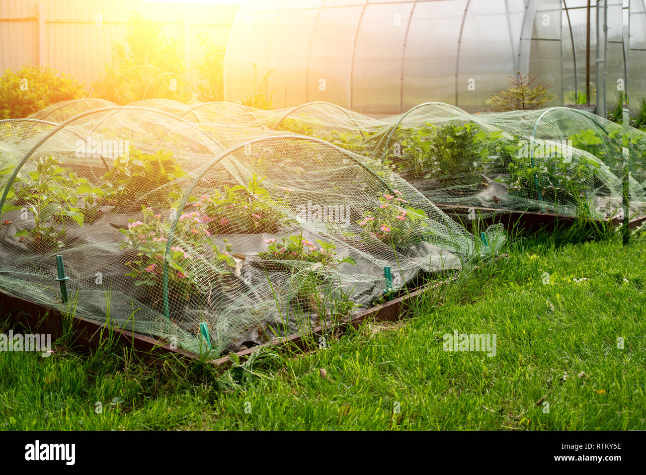 Schutz der Ernte von reifen roten Erdbeeren Netz auf die Bögen im Garten im Garten. Die horizontalen Rahmen. Stockfoto