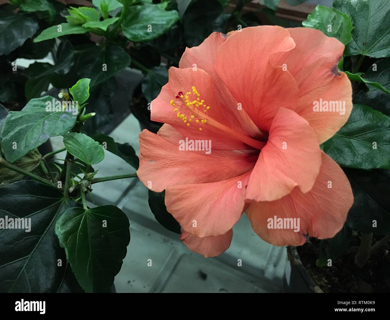 Hibiskus Rose Sinensis Stockfotos und bilder Kaufen Alamy