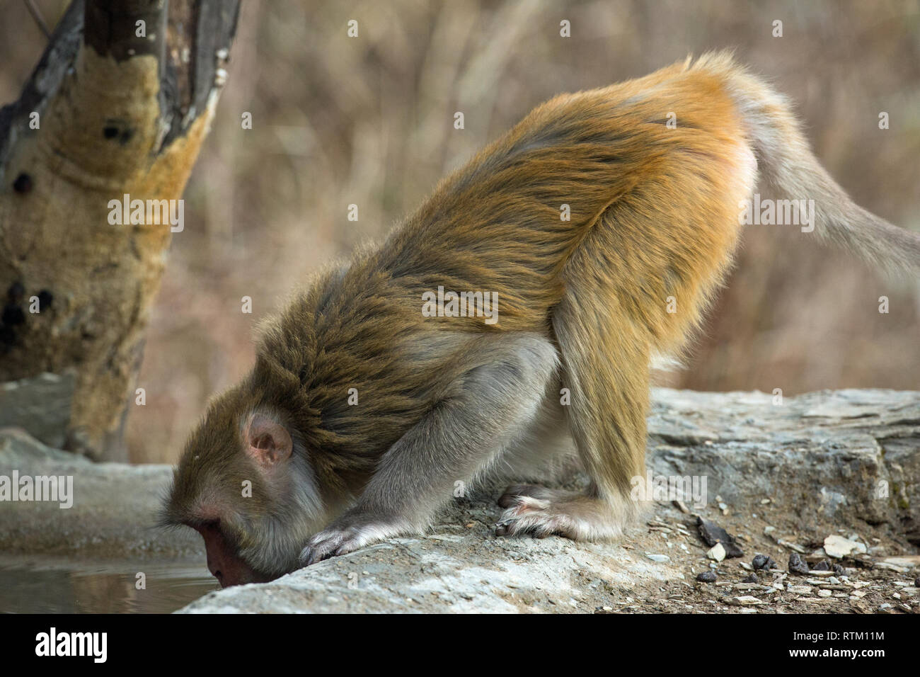 Rhesus Makaken (Macaca mulatta). Lehnte sich nach vorne auf allen Vieren, vier Füße, um Wasser zu trinken aus einem Pool. Im Norden Indiens. Stockfoto