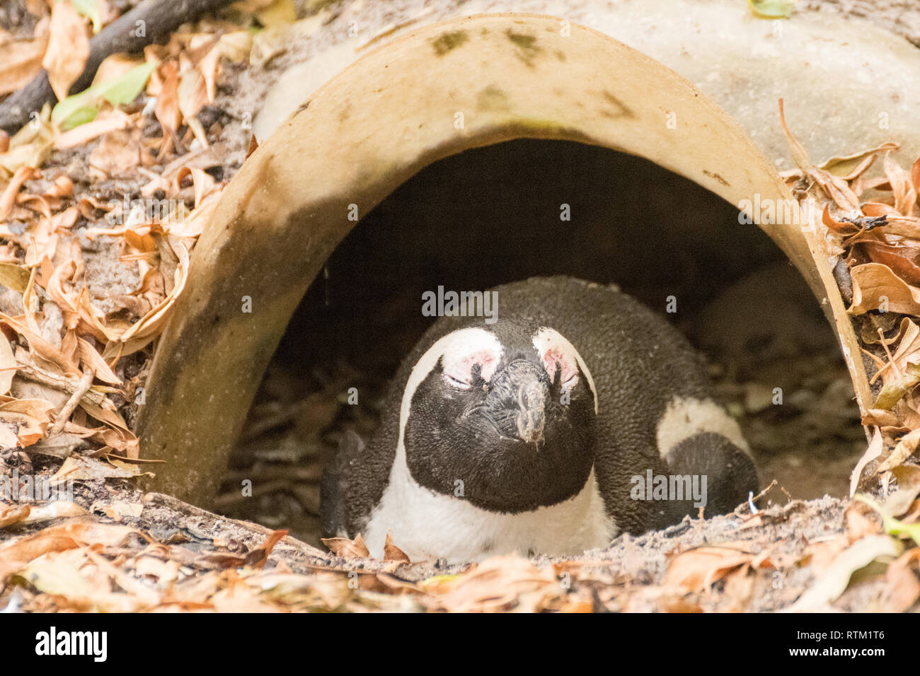 Afrikanische Pinguin (brillenpinguin) von Boulders Pinguinkolonie Stockfoto