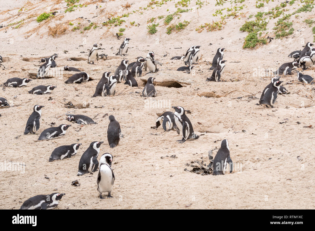 Afrikanische Pinguin (brillenpinguin) von Boulders Pinguinkolonie Stockfoto