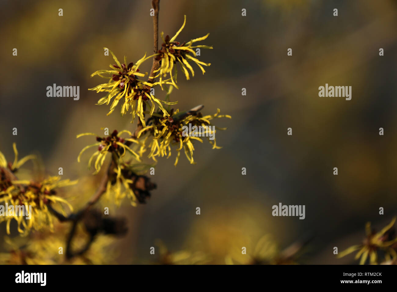 Hamamelis - Blüte Hasel Stockfoto