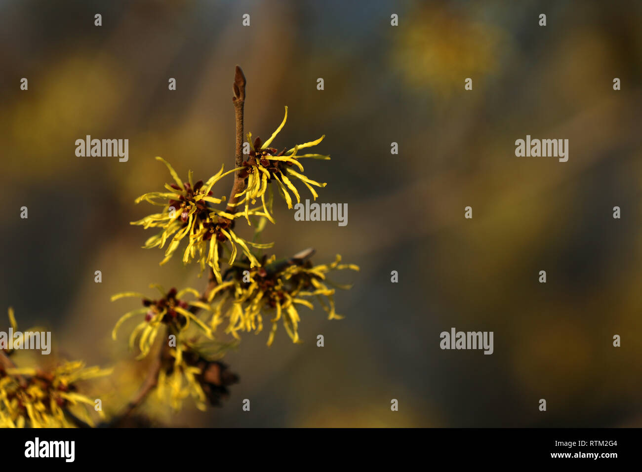 Hamamelis - Blüte Hasel Stockfoto