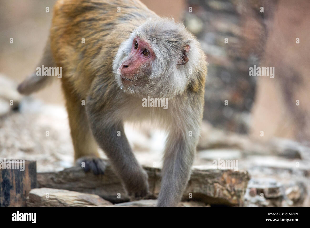 Rhesus Makaken (Macaca mulatta). Nach monkey, suchen, Futtersuche, für wirbellose Lebensmittel unter Steinmauer Brammen. Im Norden Indiens. Stockfoto