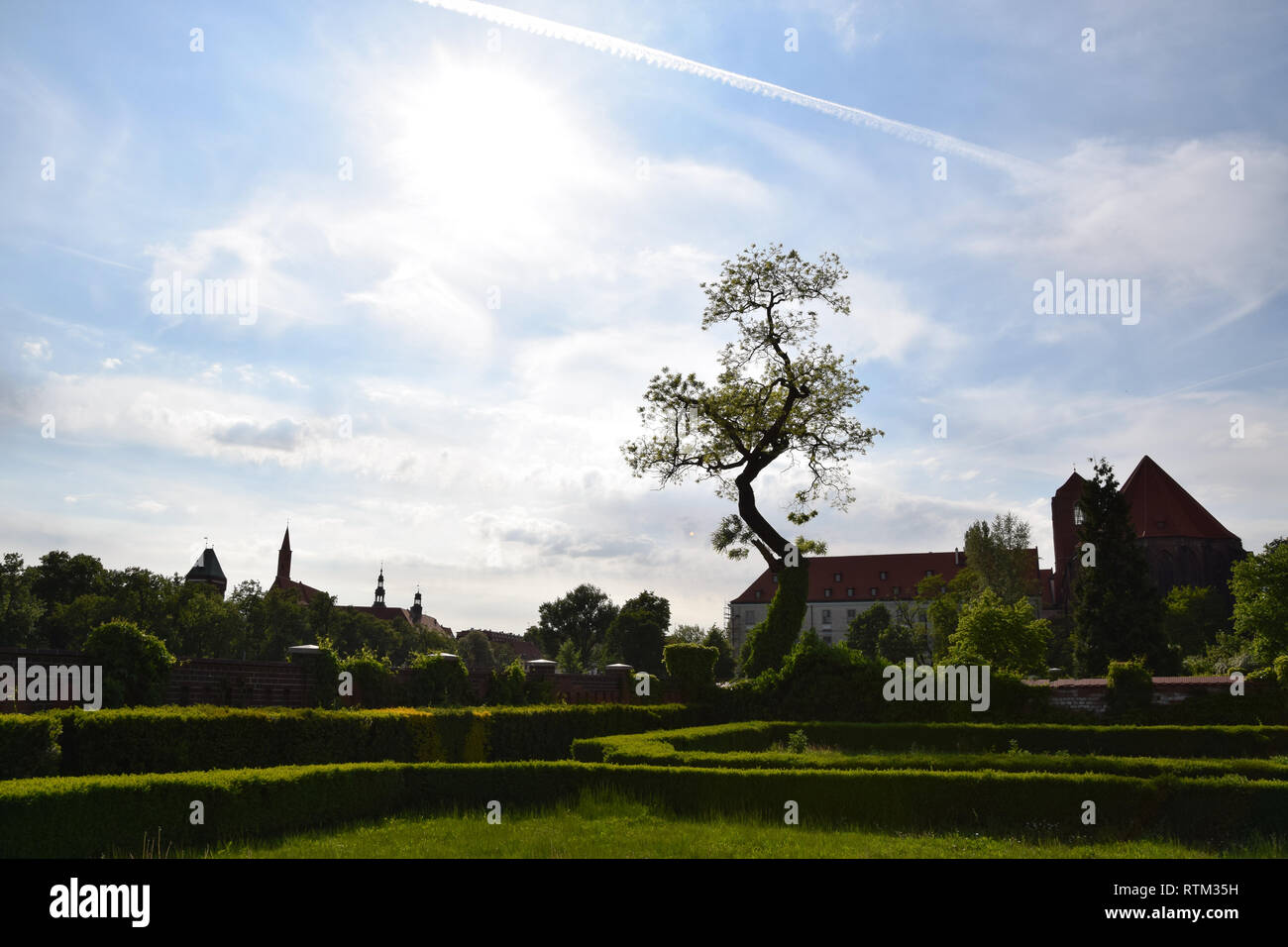 Green Garden in sehr sonniger Tag. Hedge Garten mit allein Baum und Efeu. Wroclaw, Polen. Stockfoto