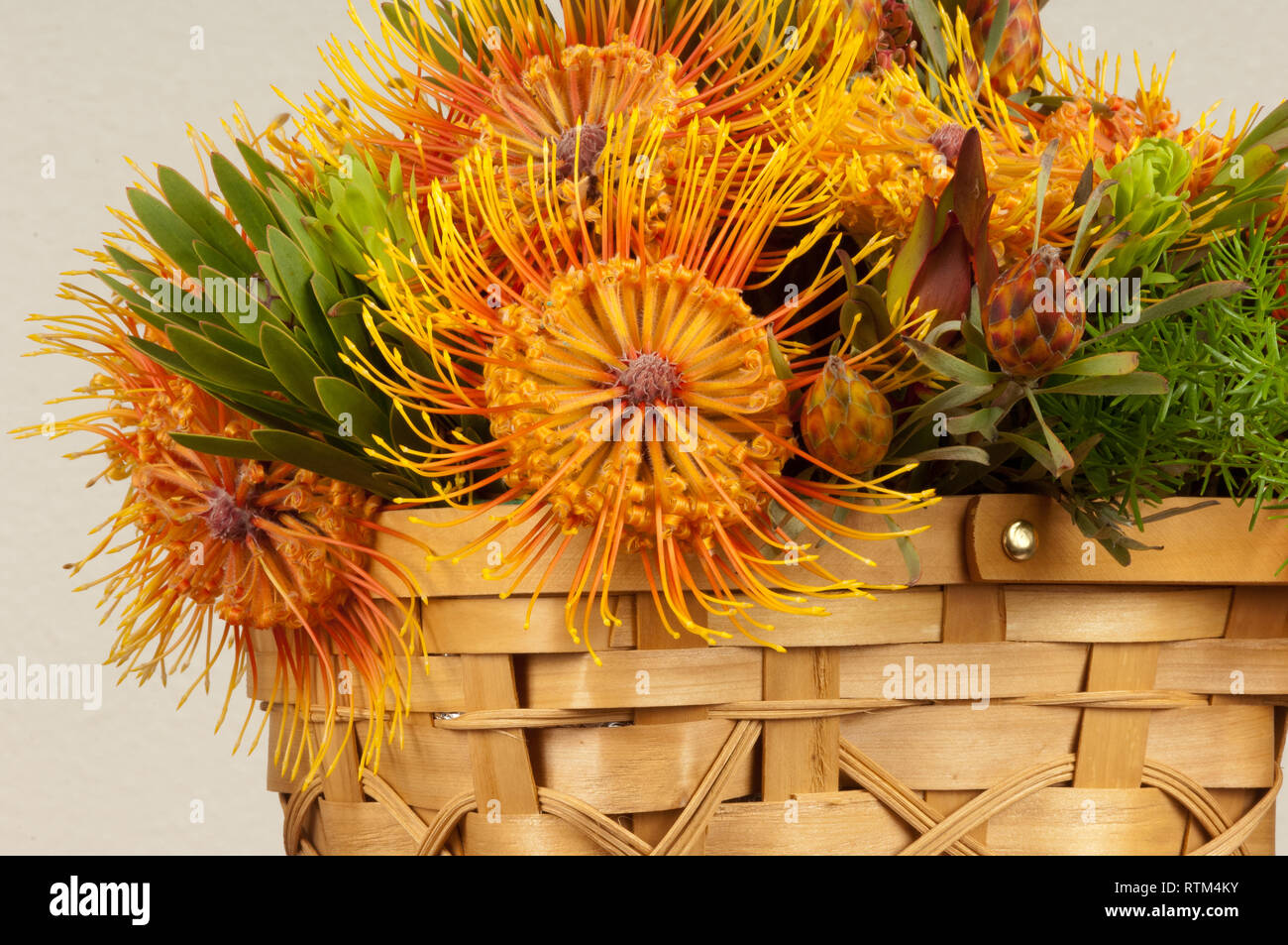 Protea Blumenkorb Stockfoto