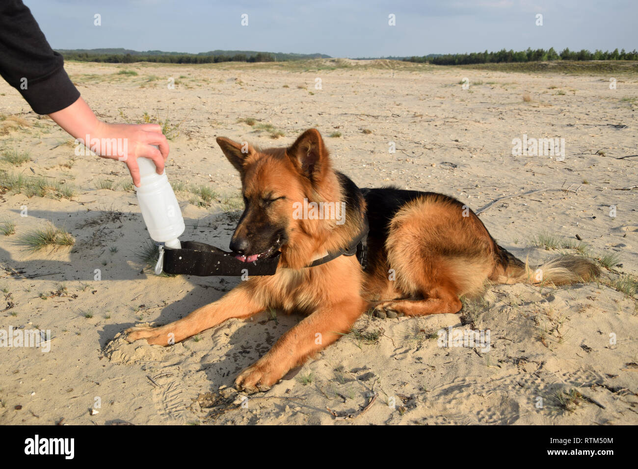 Durstigen Hund ist Trinkwasser aus reisen Trinkflasche. Bledow Wüste, Polen. Stockfoto