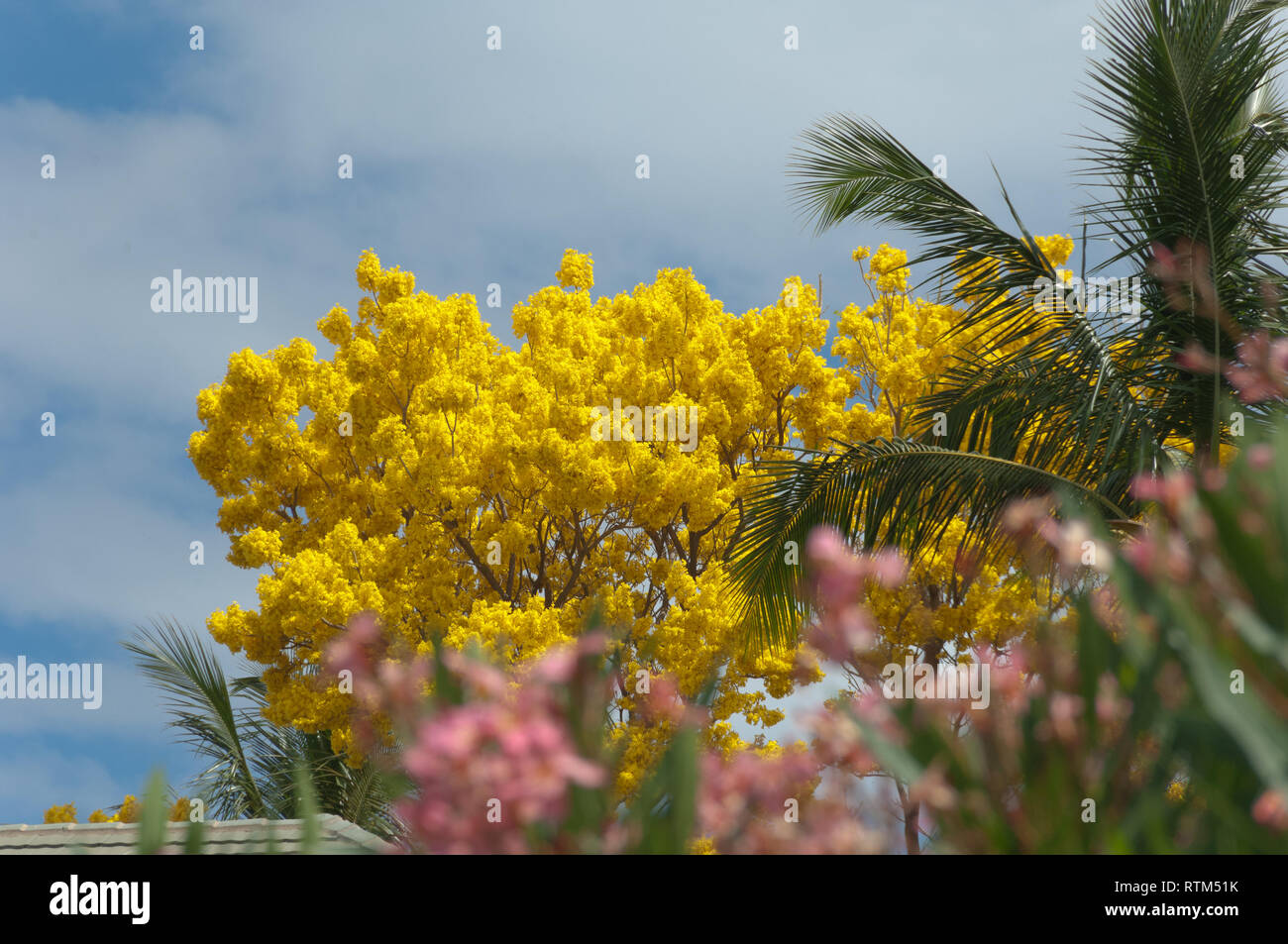 Gelbe Dusche Baum mit Bokah Pin Oleander im Vordergrund. Stockfoto