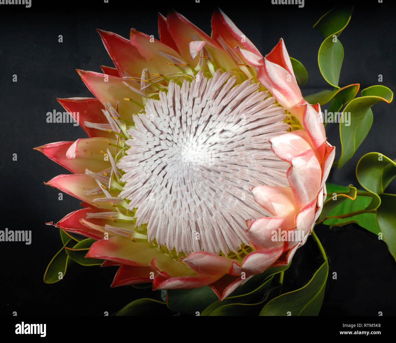 Makro Rosa Protea mit isolierten Schwarzen Hintergrund Stockfoto