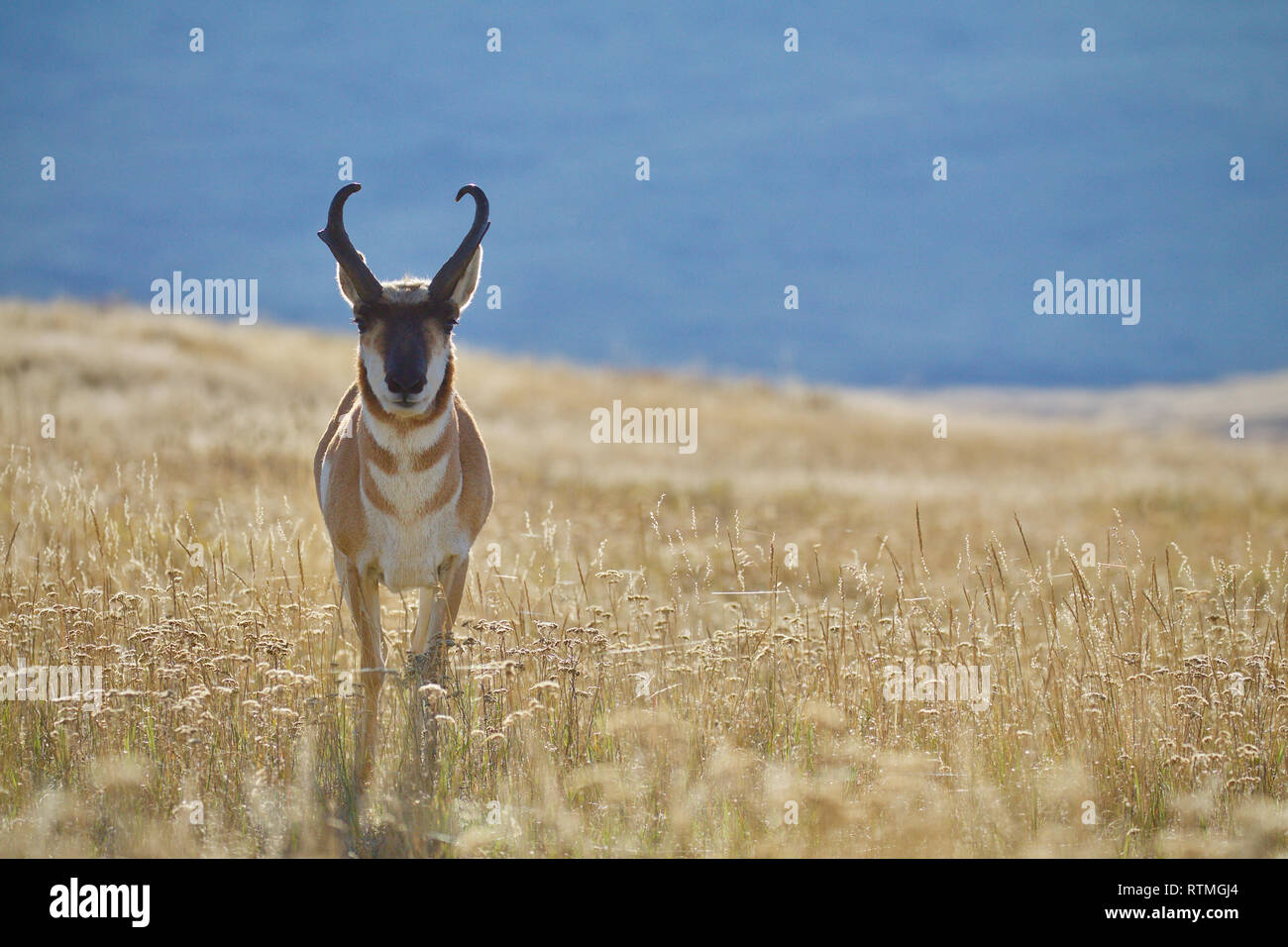 Pronghorn, alias "Pronghorn Antilope", hinterleuchtet, gegen einen dunkleren Hintergrund in der Prairie Grünland Lebensraum Stockfoto