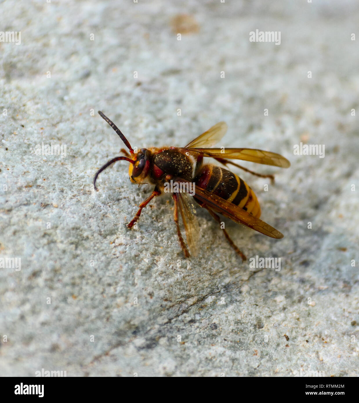 Hornet auf einem Felsen sonnen tödliche Atemberaubend Stockfoto