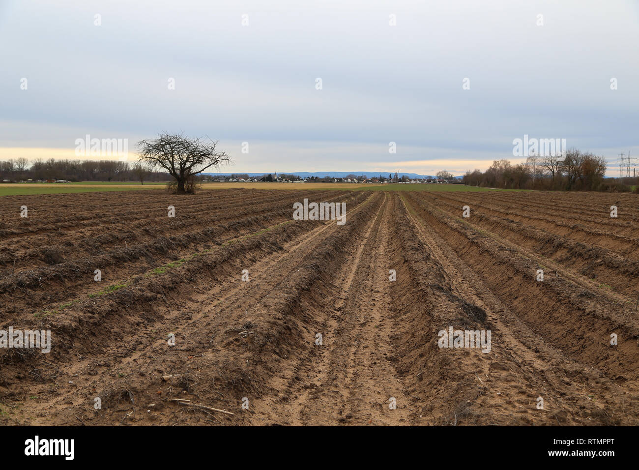 Die Landwirtschaft. Spargelfeld in der Winterzeit. Stockfoto