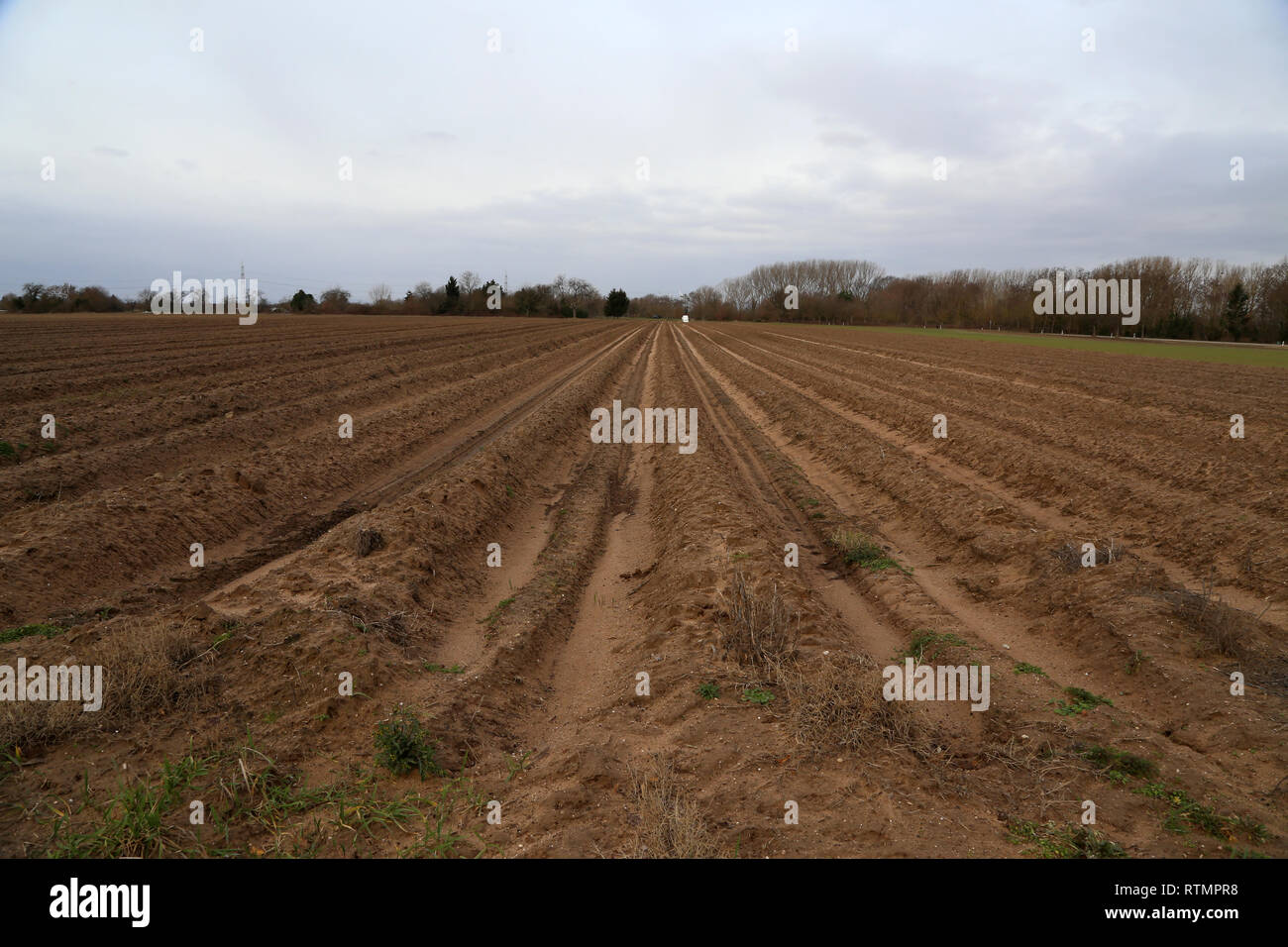 Die Landwirtschaft. Spargelfeld in der Winterzeit. Stockfoto