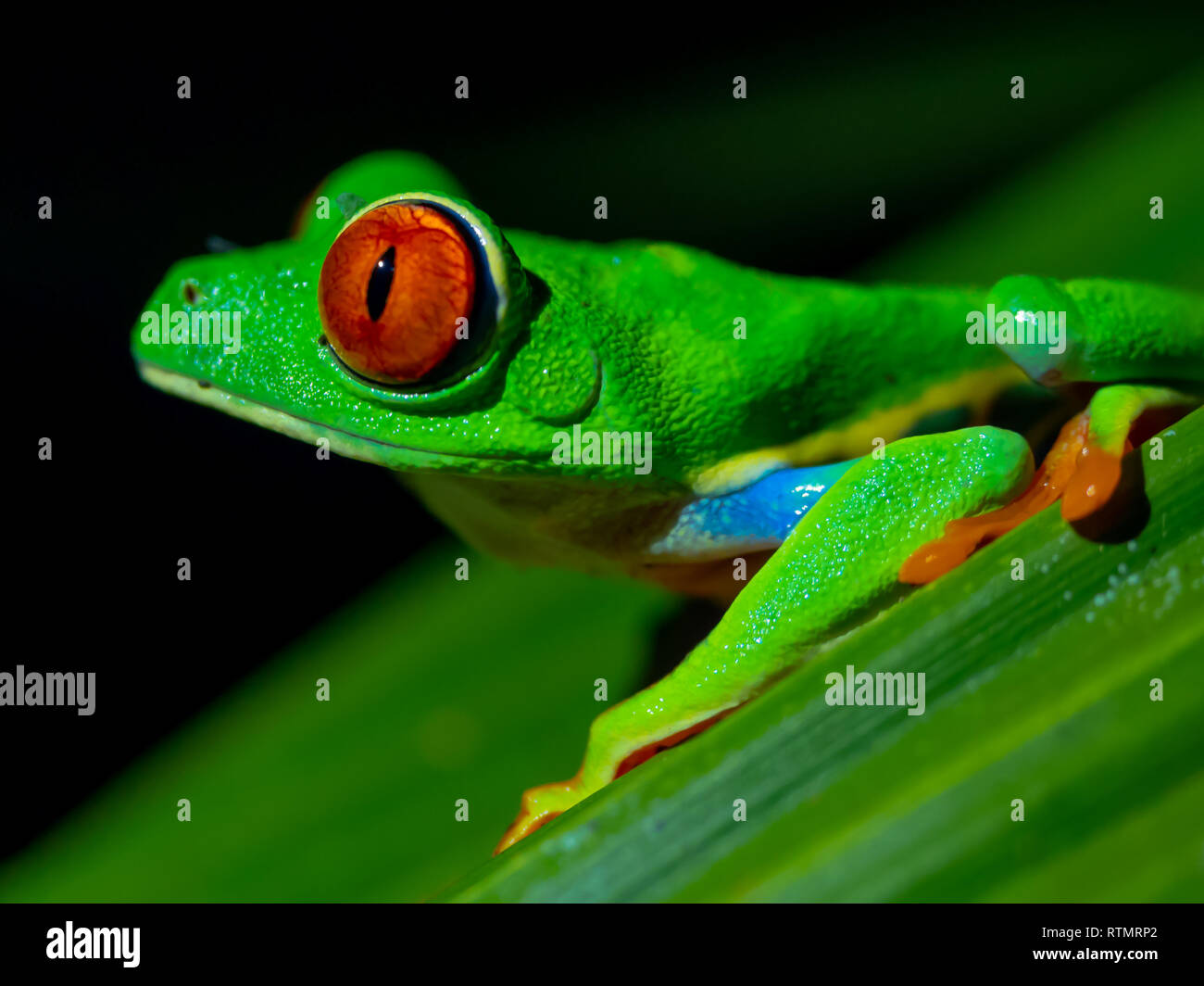 Red Eyed Tree Frog auf Blatt Stockfoto