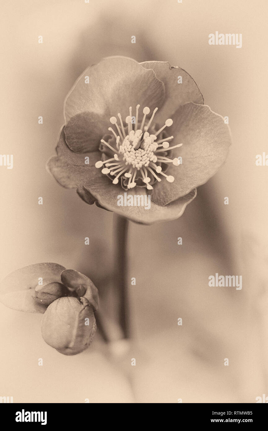 Sepia getonten Bild einer Christrose Werk in ein Norfolk Garten. Stockfoto