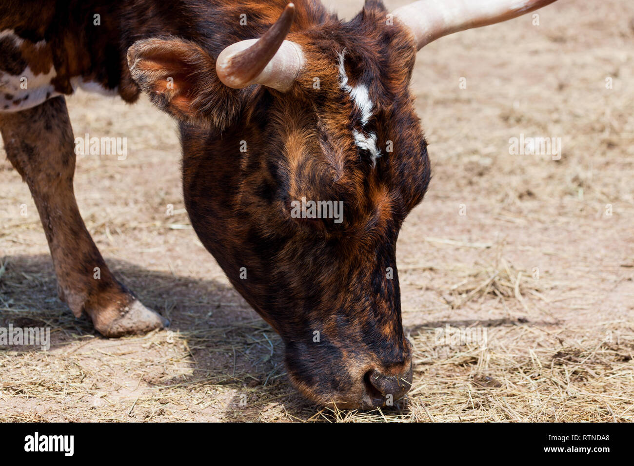 Eine Kuh mit kleinen Hörnern und schöne marmoriertem Fell Beweidung im Sonnenschein. Stockfoto