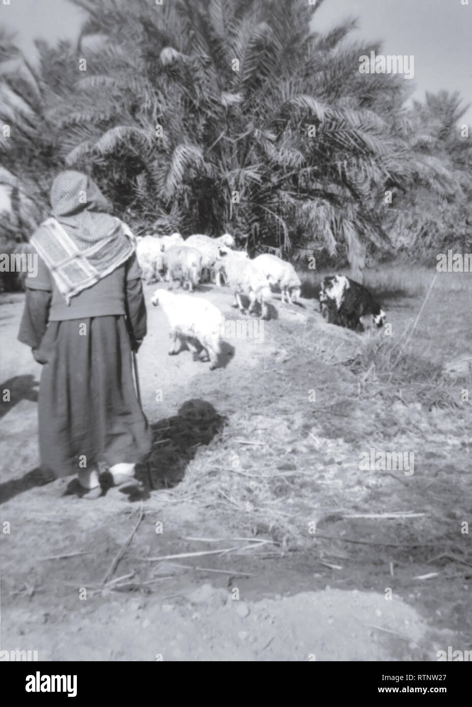 Historische Bilder von einem Beduinen hütet seine Tiere eine große Oase in Hofuf, Saudi-Arabien (im Bereich der Al-Ahsa/Al-Hasa) im Jahr 1968. Stockfoto