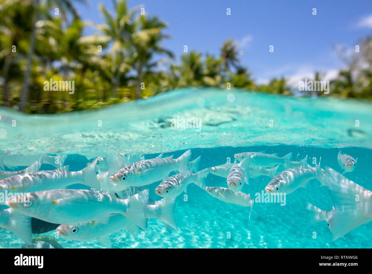 Tropische Fische in Bora Bora - über und unter Wasser geschossen. Stockfoto