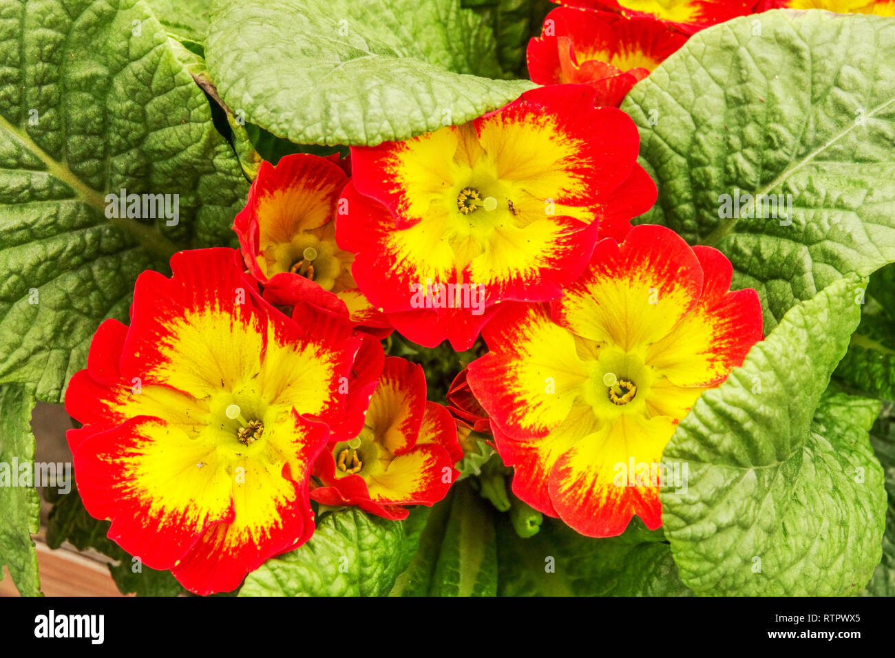 Primeln, Polyanthus primula rot gelbe Mitte Stockfoto