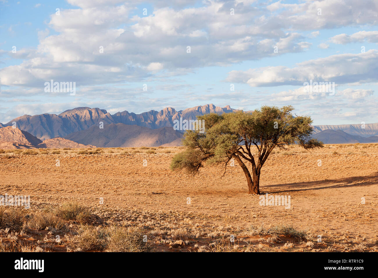 Namibische Landschaft mit Baum Stockfoto