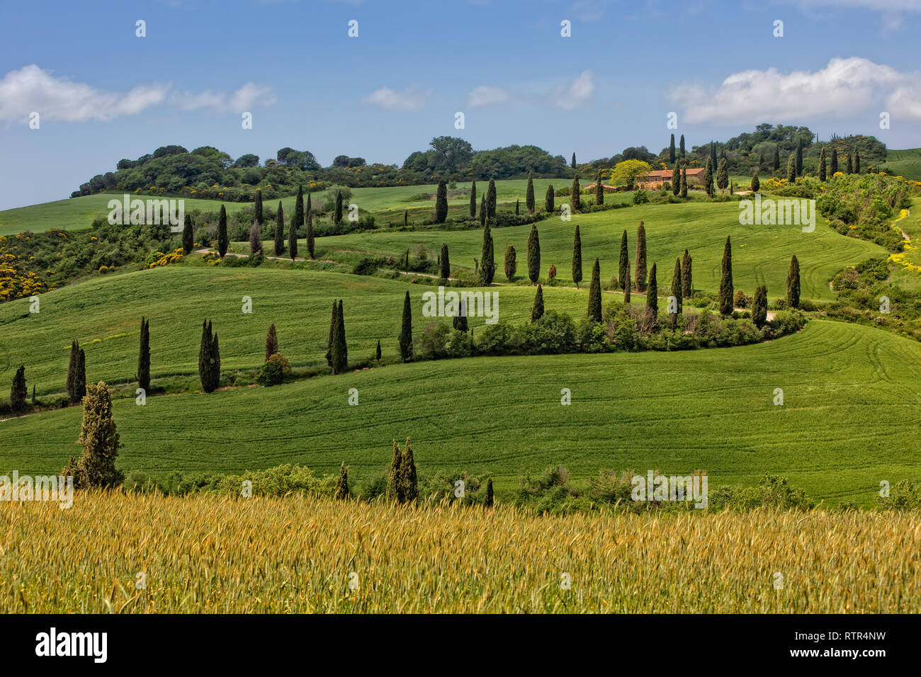 La Foce - Zypressen gesäumten Straße im Val d'Orcia. Die malerische Landschaft in den Hügeln der Val d'Orcia mit Zypressen und Weizenfelder, Toskana, Italien Stockfoto