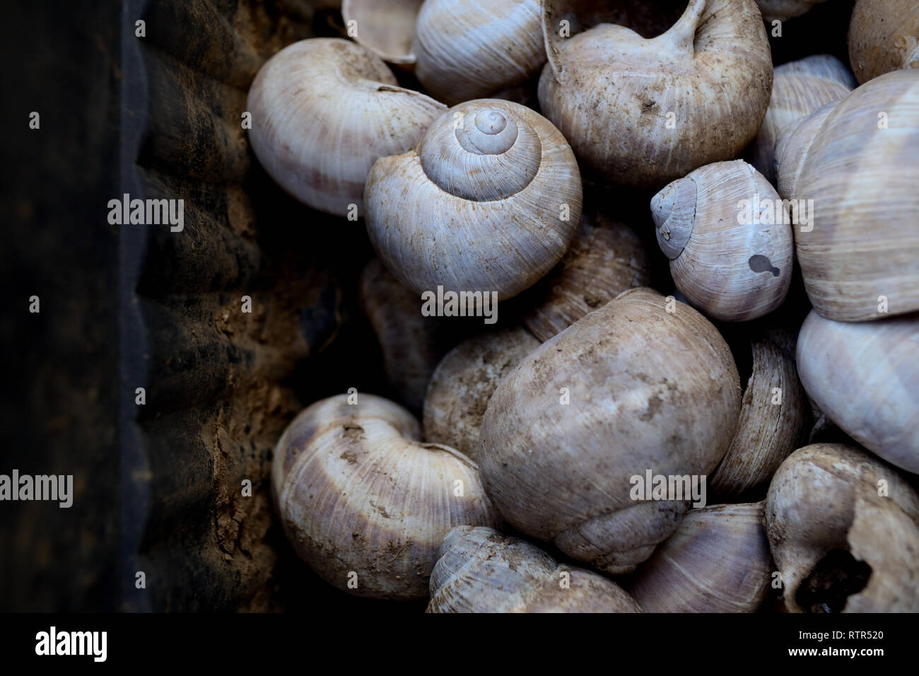 Leere Schnecken Muscheln Stockfoto