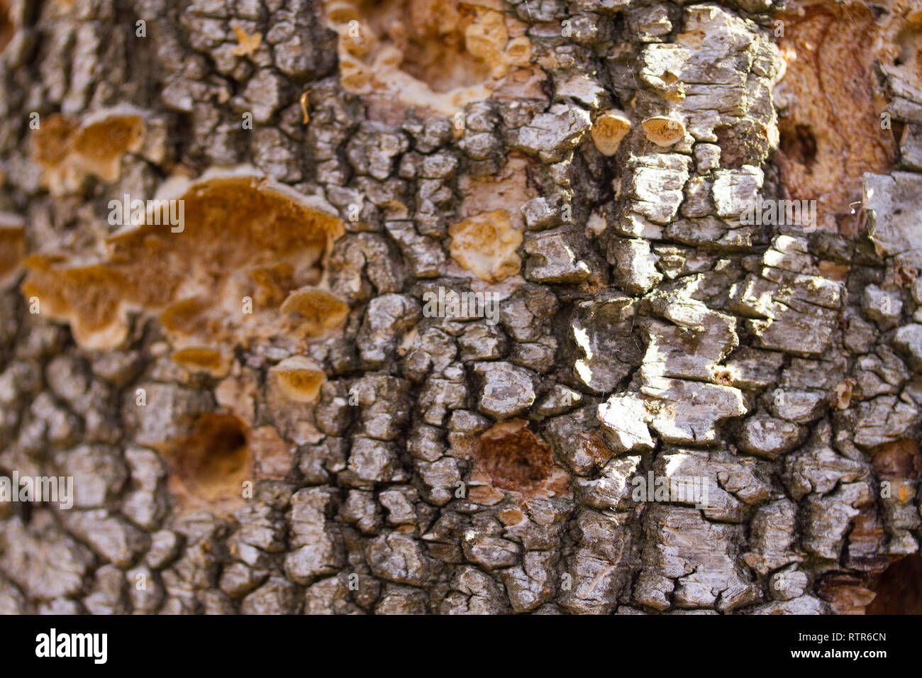 Pilze oder Pilz auf einen Baum. Nach oben Schließen Stockfoto