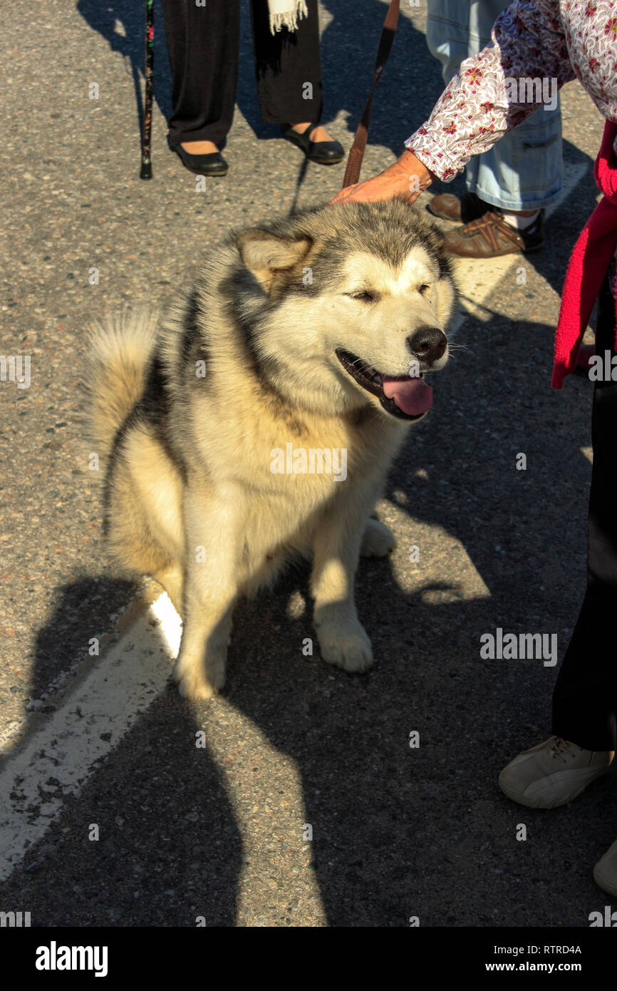 Frau petting einen Husky Hund, Finnmark Skandinavien Europa Stockfoto