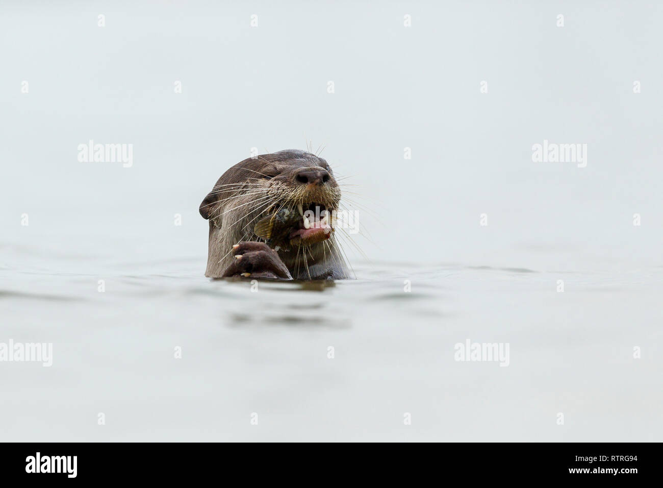 Nahaufnahme von Glatt beschichtet Otter essen frisch gefangenen Fisch im Meer Stockfoto