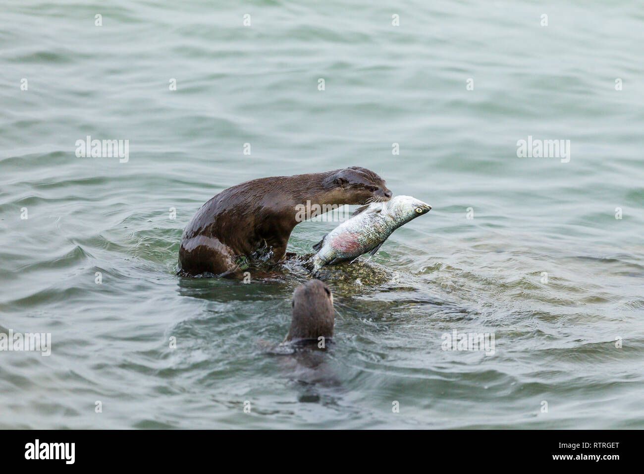 Glatte beschichtete Otter Geschwister essen frisch gefangenen Barramundi im Meer Stockfoto