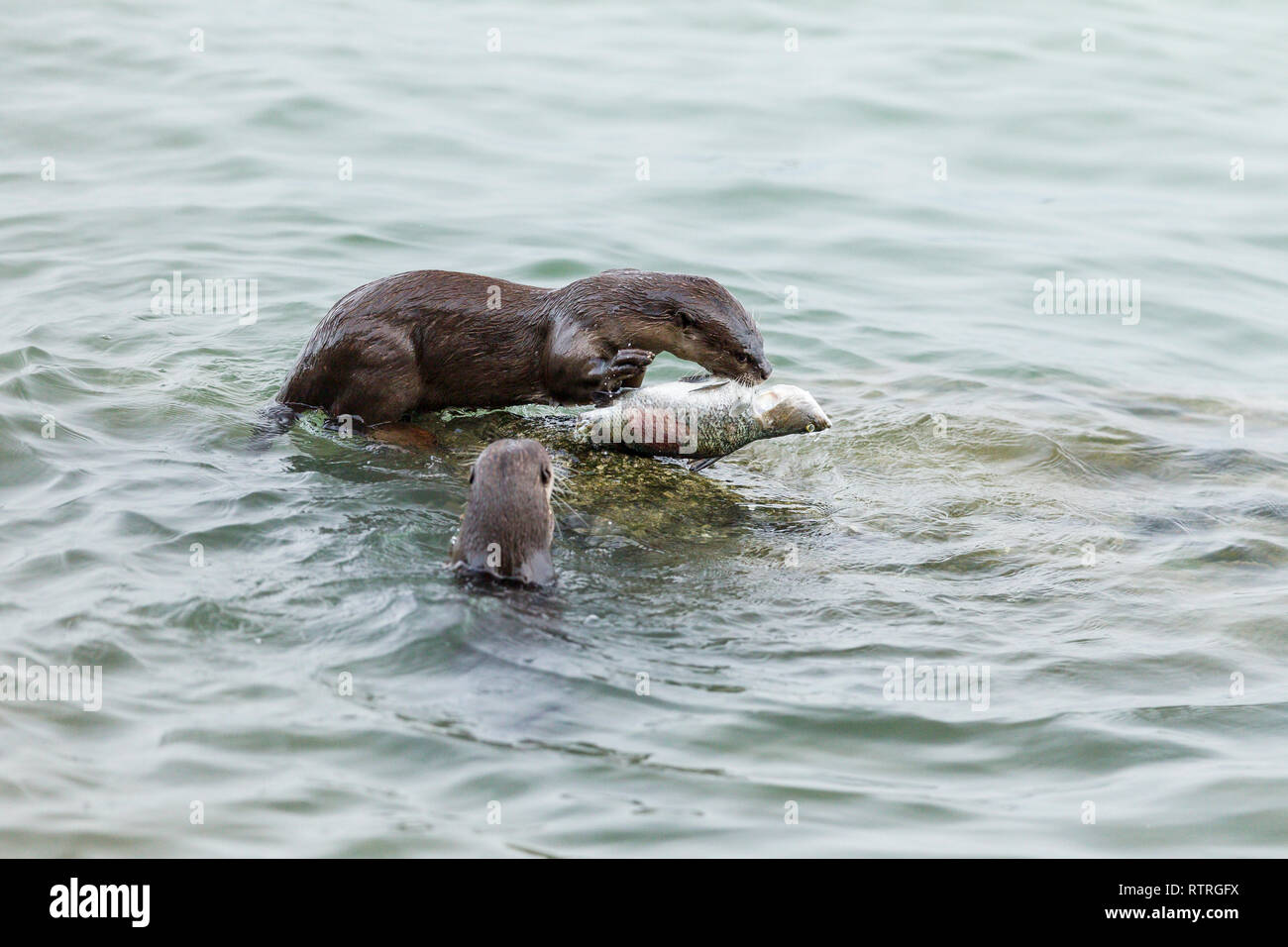 Glatte beschichtete Otter Geschwister essen frisch gefangenen Barramundi im Meer Stockfoto