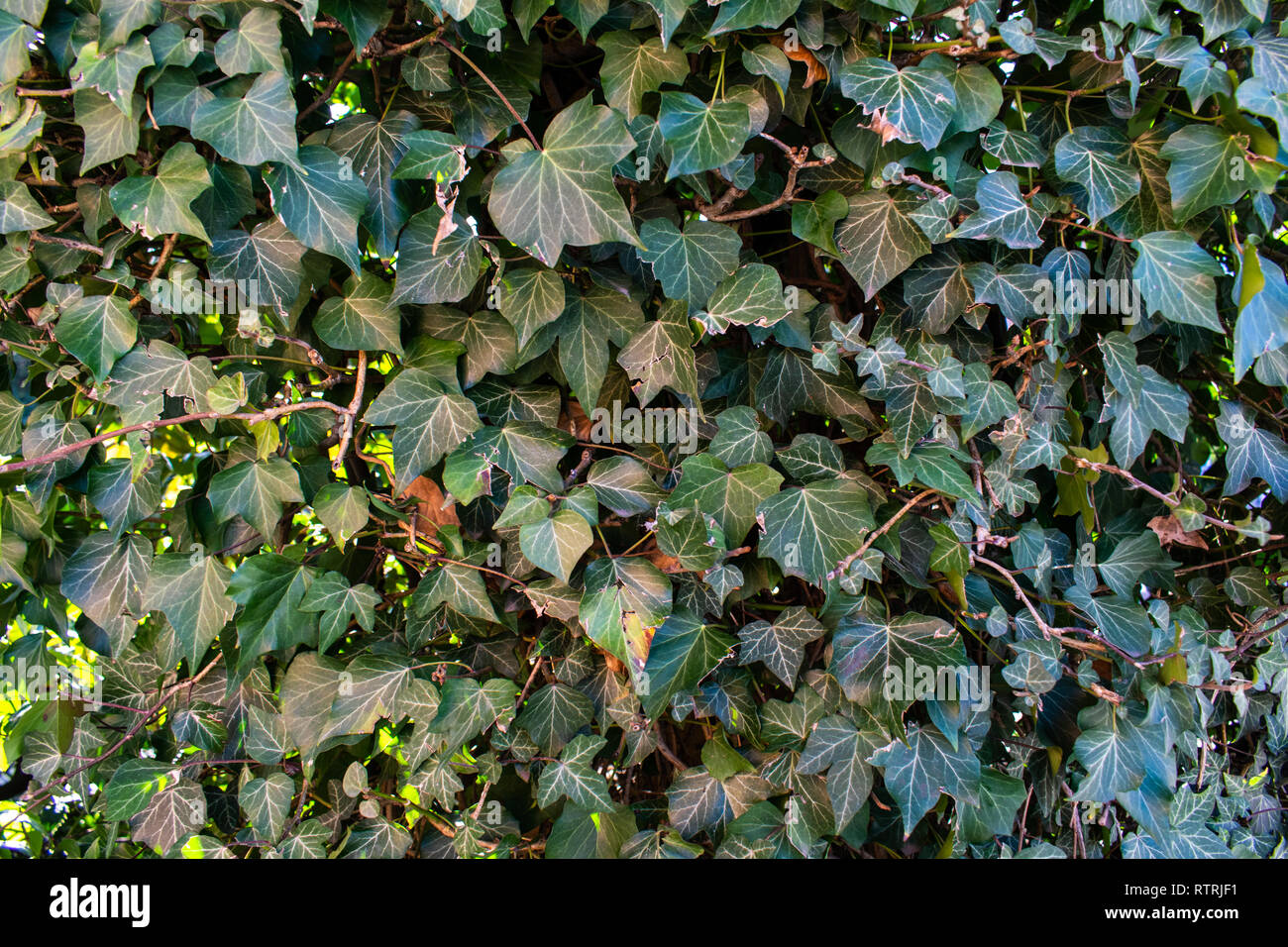 Hecke Textur Anlage Stockfoto