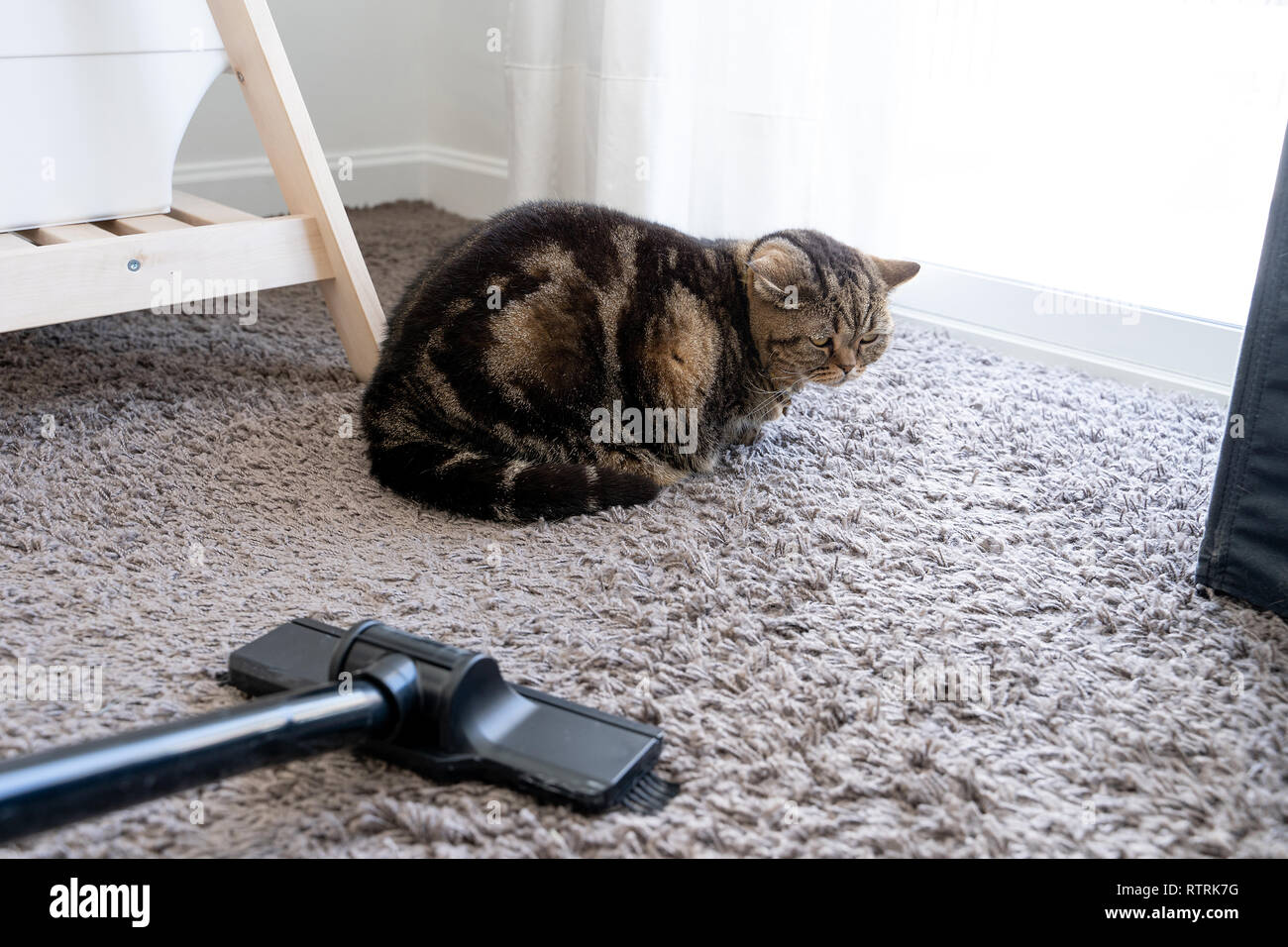 Staubsauger cat sprawled Reinigung Katzenhaare gesunken Stockfoto