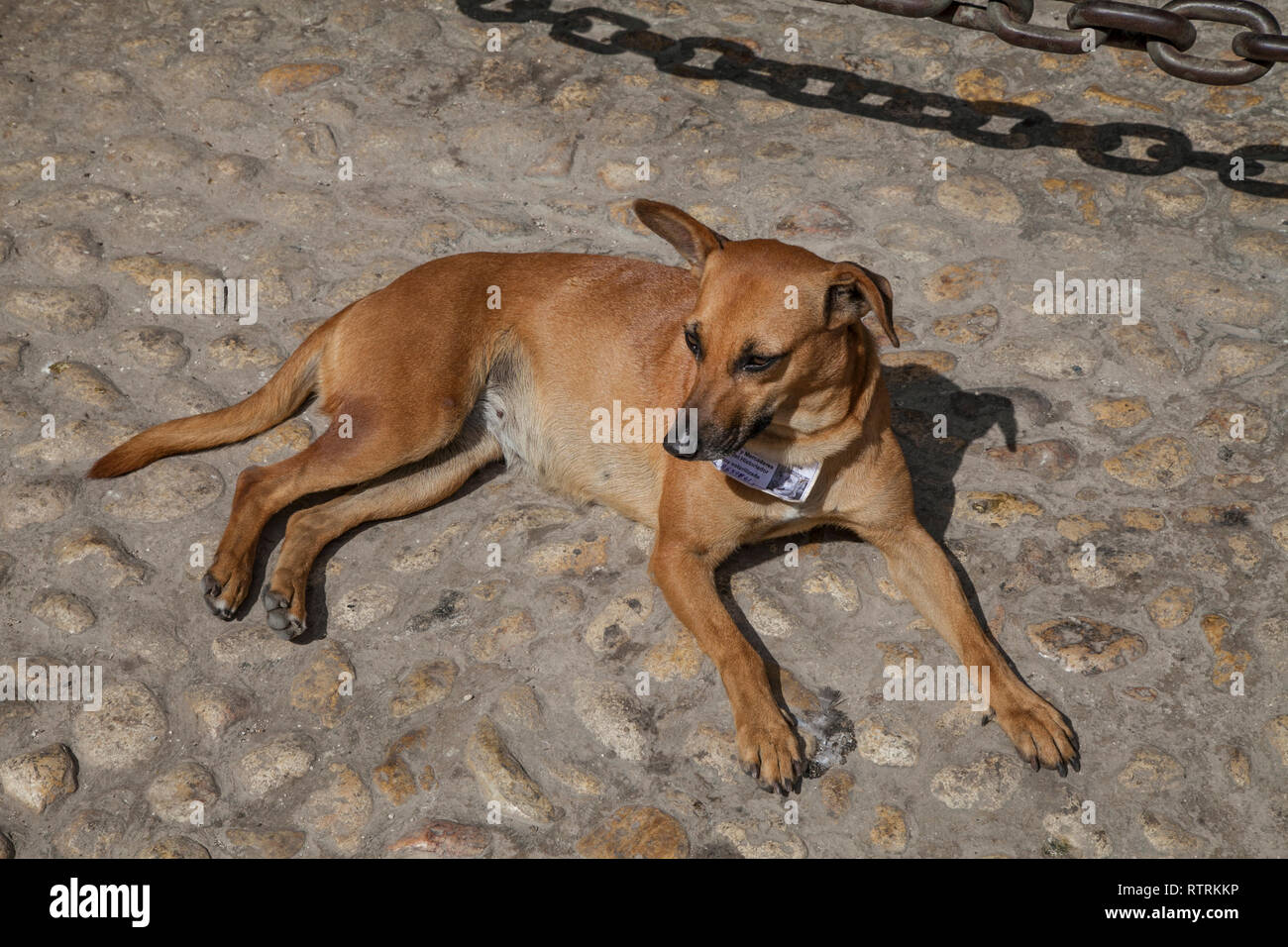 Havanna, Kuba - 24 Januar 2013: Blick auf die Plätze und Straßen. Eine kubanische Hund liegt auf dem Bürgersteig, er hat ein Dog Tag an seinem Hals. Stockfoto