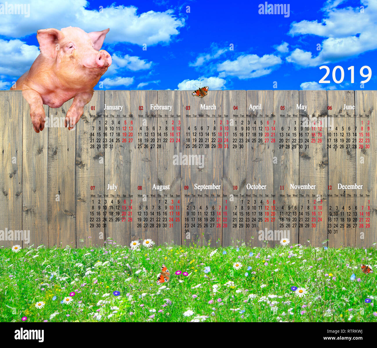 Kalender für 2019 mit lustigen Schwein am Zaun. Schwein Symbol des nächsten Jahres. Haustier Klettern bis Zaun mit Kalender. Kalender für Büro und zu Hause über uns Stockfoto