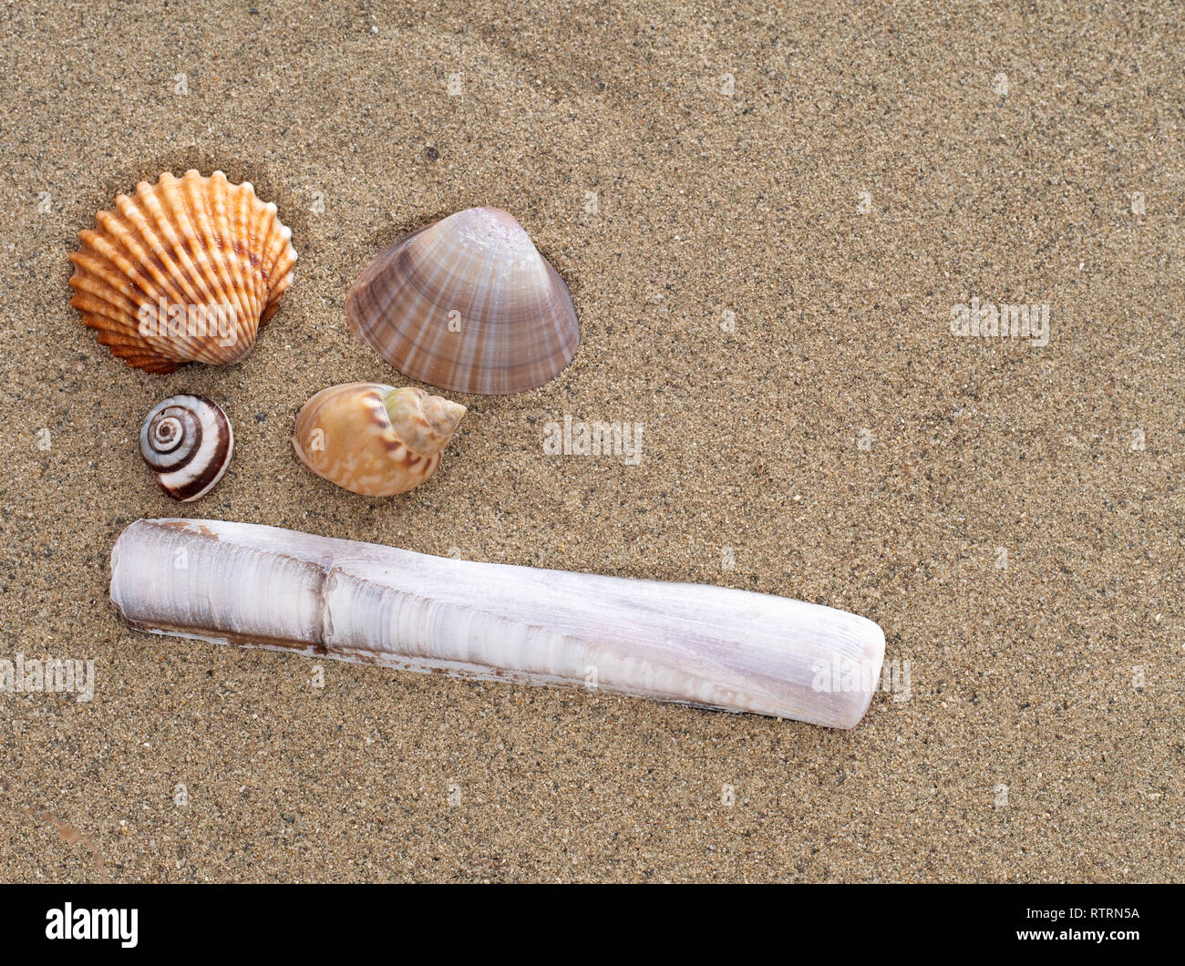 Muscheln auf einem sandigen Strand, darunter italienische Razor shell Ensis Magnus. Stockfoto