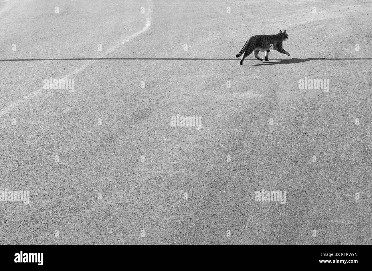 Grau- tabby Katze Hauskatze Animal Crossing a shadow line, mit Kopie Raum Stockfoto