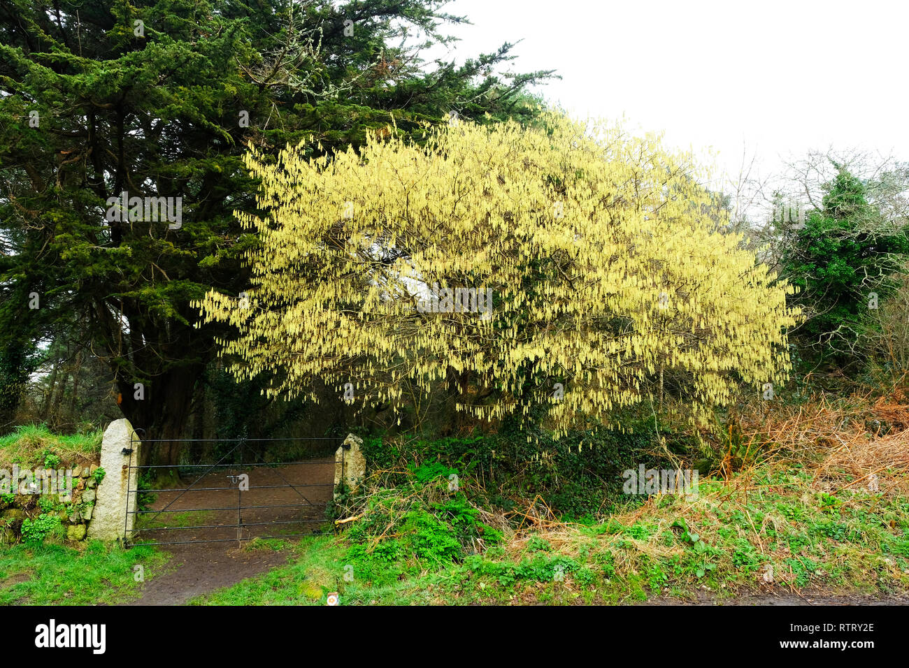 Blühende palmkätzchen in Ein kornisches Hedge - Johannes Gollop Stockfoto