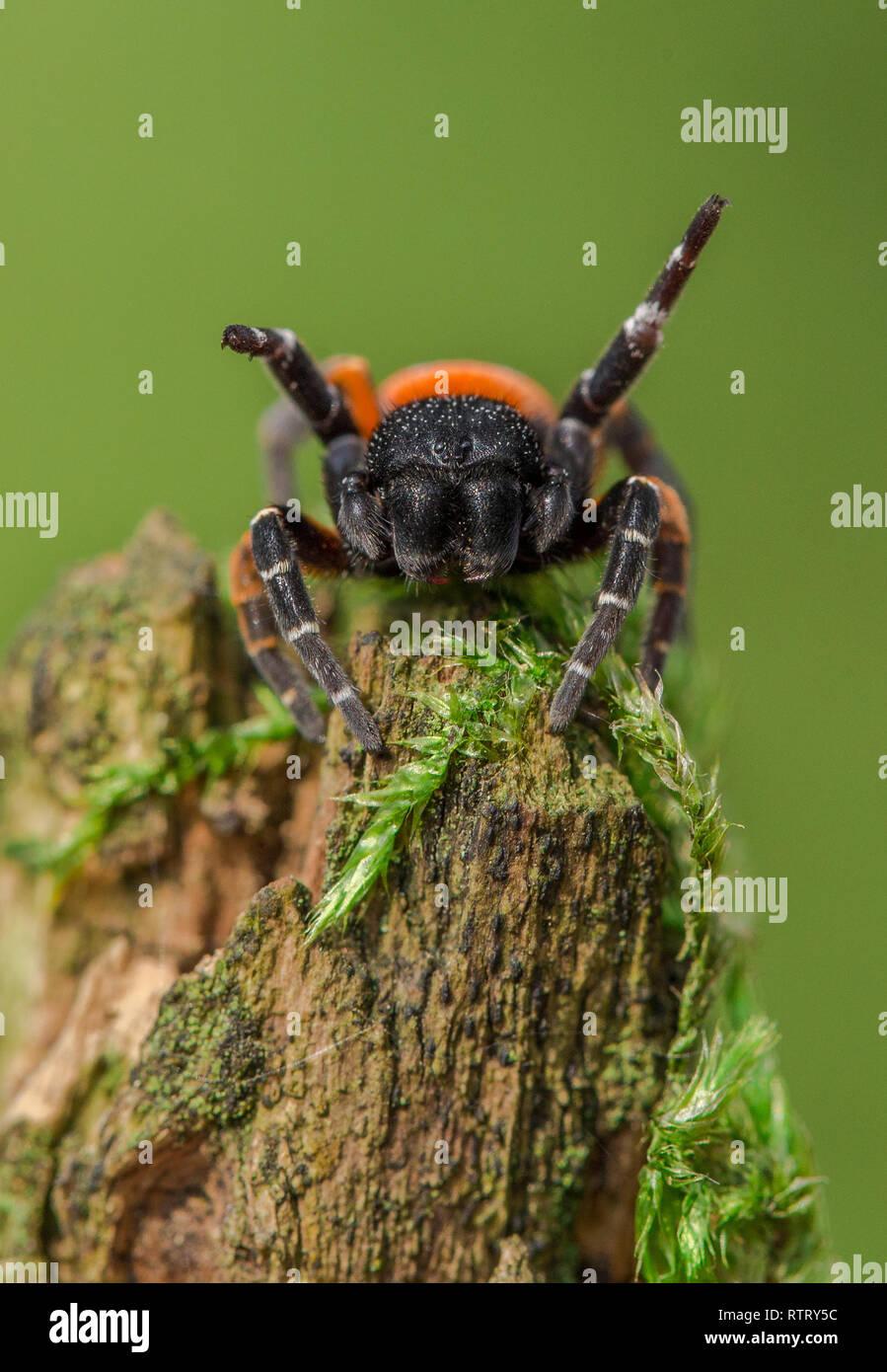 Der Marienkäfer spinne Eresus kollari in der Verteidigung Stellung Stockfoto