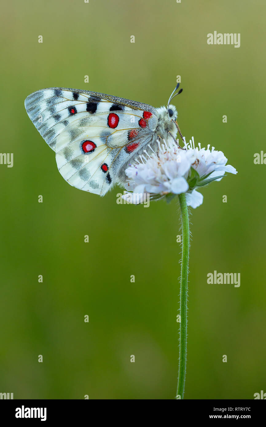 Apollo Buterfly Clossiana Apollo in der Tschechischen Republik Stockfoto