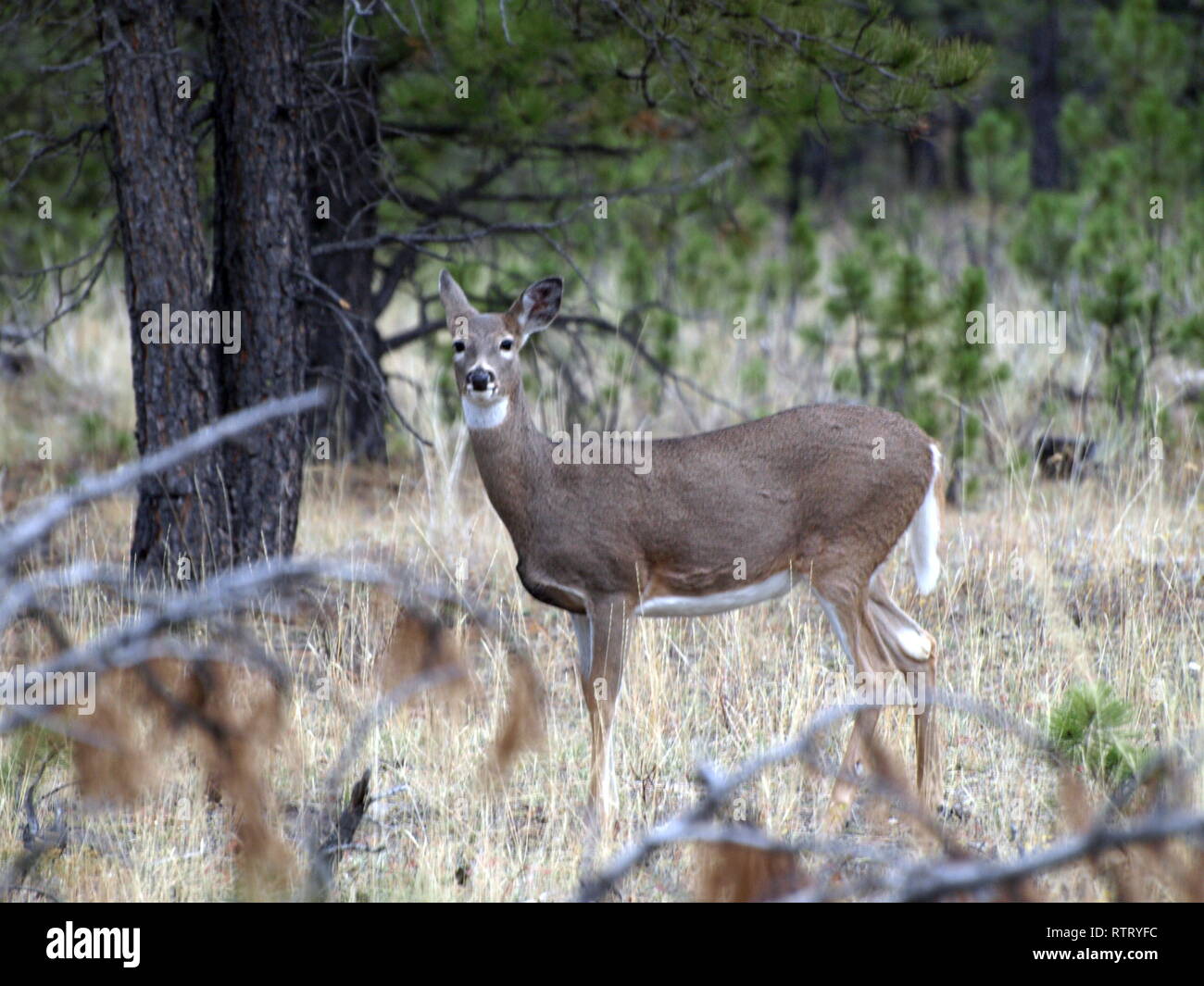 Whitetail doe Zuhören Stockfoto