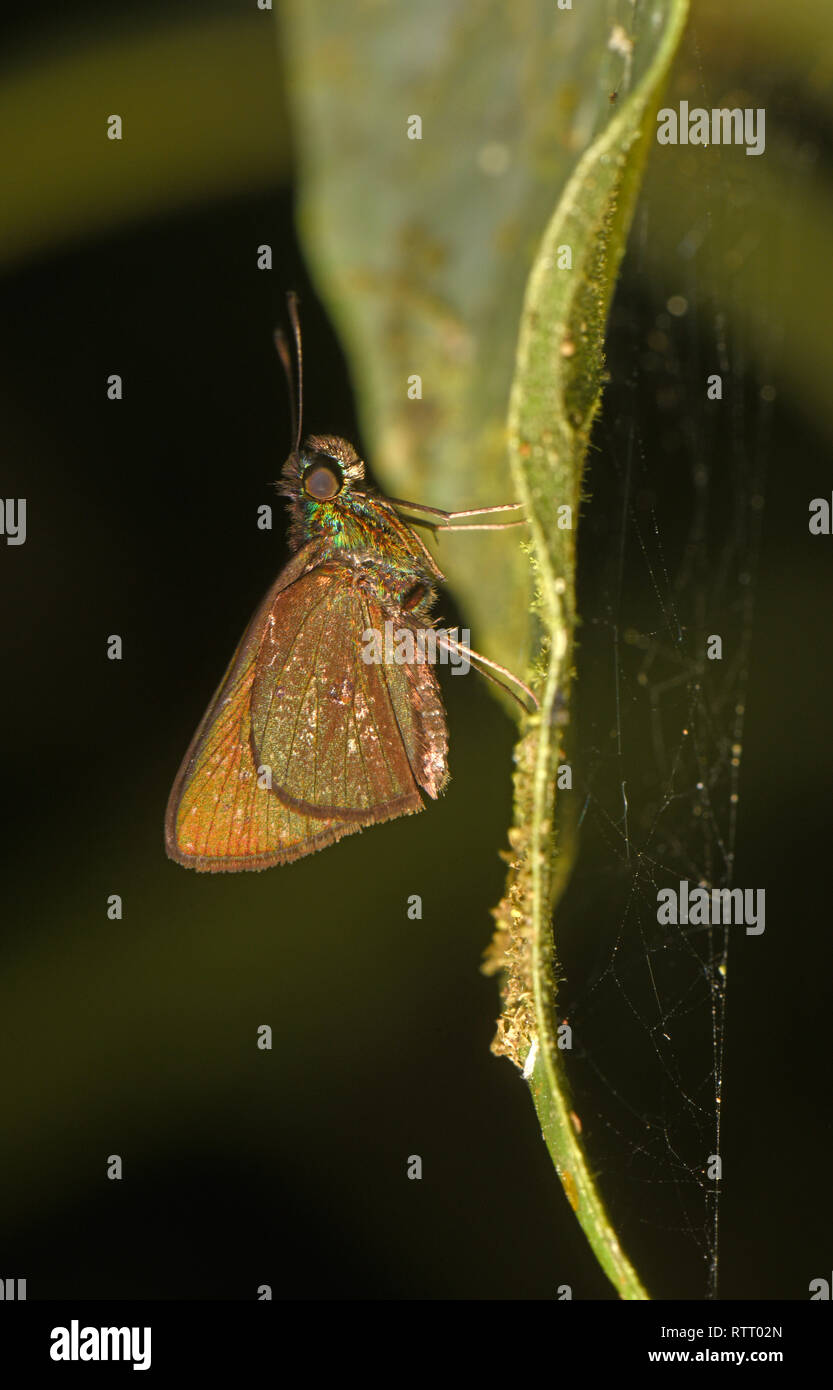 Kompatible Skipper Schmetterling (Eutychide complana) in Ruhe auf Blatt, Soberania Nationalpark, Panama, Oktober Stockfoto