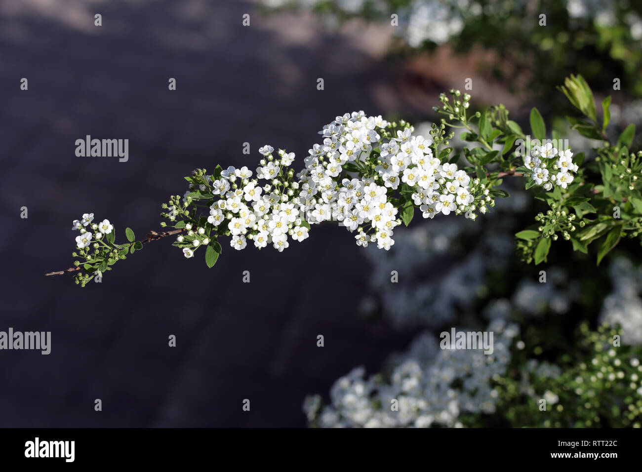 Kleine weiße Blumen wachsen von einem Baum. Es gibt auch grüne Blätter Busch hinter den Blumen. Schöner Frühling Theme Foto. Closeup Foto Stockfotografie
